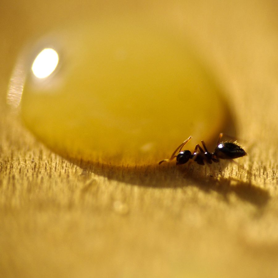 Image of an Ant drinking a drop of orange juice
